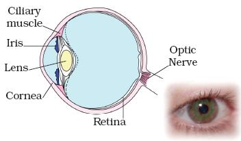 Glaucoma - Symptoms | Causes | Prevention | Happy Eyesight